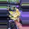plant/Philodendron Gabby 112-0-thumbnail