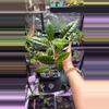 plant/Hoya Callistophylla ‘Kalimantan’-0-thumbnail