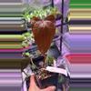 plant/Anthurium Queen of Hearts 174-0-thumbnail