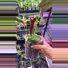 plant/Anthurium Queen of Hearts 145-1-thumbnail
