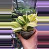 plant/Philodendron Gabby 112-1-thumbnail