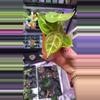 plant/Anthurium Forgetii #134-1-thumbnail