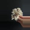 plant/Piece of Coral-3-thumbnail