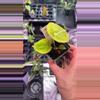plant/Anthurium Forgetii-1-thumbnail