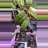 plant/Hoya Callistophylla ‘Kalimantan’-1-thumbnail