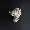 plant/Piece of Coral-0-thumbnail