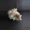 plant/Piece of Coral-1-thumbnail
