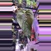 plant/Anthurium Queen of Hearts 174-1-thumbnail