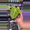 plant/Anthurium Forgetii #134-0-thumbnail