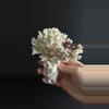 plant/Piece of Coral-4-thumbnail
