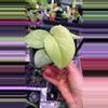 plant/Scindapsus Silver Hero-1-thumbnail