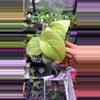 plant/Scindapsus Silver Hero-0-thumbnail