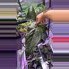 plant/Anthurium Queen of Hearts 145-0-thumbnail