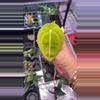 plant/Anthurium Forgetii-0-thumbnail