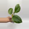 plant/HLN -IN 02 #0362-0-thumbnail