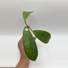 plant/Diversifolia splash cutting-0-thumbnail