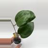 plant/Vitellina HSL #0424-0-thumbnail