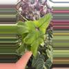 plant/PS-6991 Philodendron fibraecataphyllum-0-thumbnail