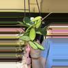 plant/Hoya Acuta inner variegated-0-thumbnail