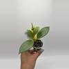 plant/cryptic chrome #0310-0-thumbnail