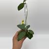 plant/Ovalifolia #0289-0-thumbnail