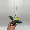 plant/sp. Sumatra NoId #0340-0-thumbnail