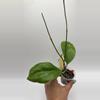 plant/AH 098 #0216-0-thumbnail