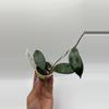 plant/lai Chau splash #0046-0-thumbnail