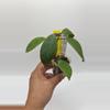 plant/AH ‘Lens’ (Elliptica x Elmeri) #0393-0-thumbnail