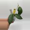plant/Sumbawa #0372-0-thumbnail