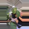 plant/philodendron gloriosum 1gl-0-thumbnail