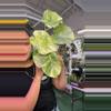 plant/monstera legacy 0565-0-thumbnail
