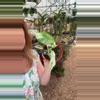 plant/Epipremnum Marble (lover’ choice)-0-thumbnail