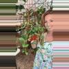 plant/6” Ceropegia Sandersonii (lovers choice)-0-thumbnail