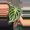 plant/1880 anthurium doreyaki-0-thumbnail