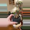 plant/Rootbeer clone with pot-0-thumbnail