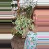 plant/6” Variegated Cascading Dischidia (lover’s choice)-0-thumbnail
