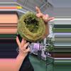 plant/5” kokedama-0-thumbnail