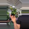 plant/1736 Hoya lacunosa  black-0-thumbnail