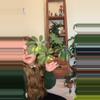 plant/Variegated Schefflera-0-thumbnail