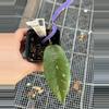 plant/0113 sp. Aceh Dabun Gelang ‘RUTUT002’-0-thumbnail