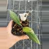 plant/0670 aff Sulawesiana mini leaves-0-thumbnail