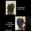 plant/Set of 2! Anthurium kunayalense (PM5 x RA5) x “Stripey”-0-thumbnail