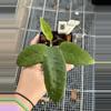 plant/0246 NAP 04 aff Clemensiorum-0-thumbnail
