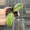 plant/0810 aff Lambii SLM04-0-thumbnail