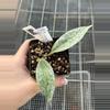 plant/0202 Boutii Mutation-0-thumbnail