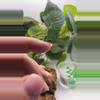 plant/Arden’s skittle-0-thumbnail