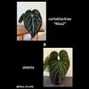 plant/Set of 2! Anthurium carlablackiae “Max2” x debilis-0-thumbnail
