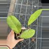 plant/0412 Sabah RP013-0-thumbnail