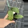 plant/0667 NAP 04 aff Clemensiorum-0-thumbnail